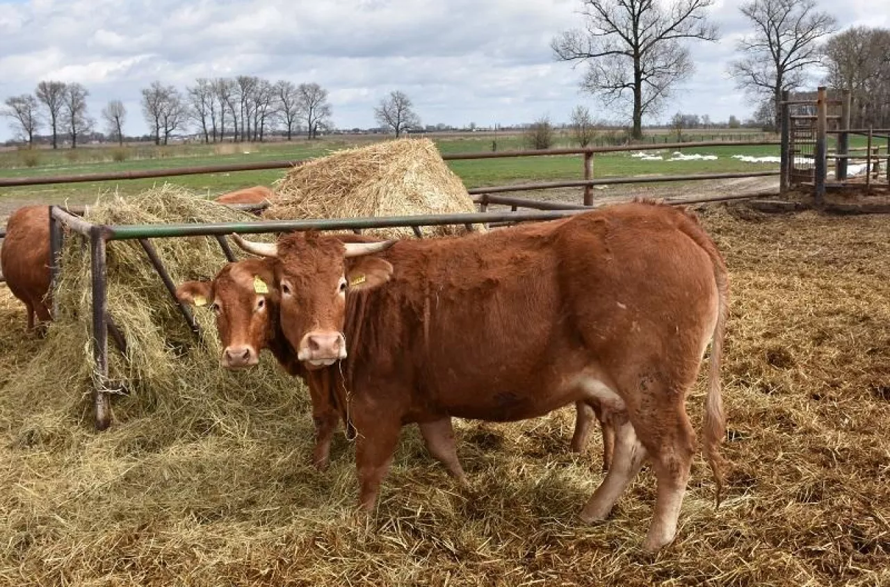 Bydło tanieje w Niemczech. Sprawdzamy aktualne ceny skupu w Polsce [SONDA]