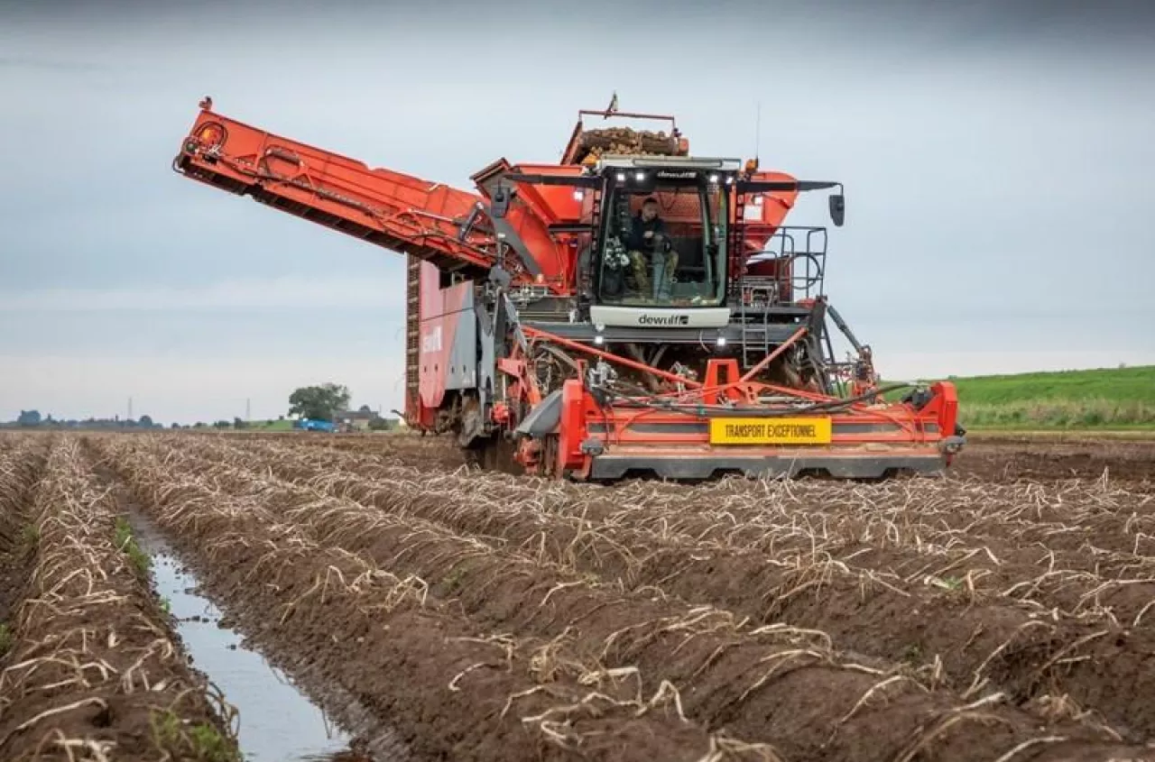 Cena skrobi runęła o złotówkę. Rolnicy ostrzegają: koniec uprawy ziemniaka