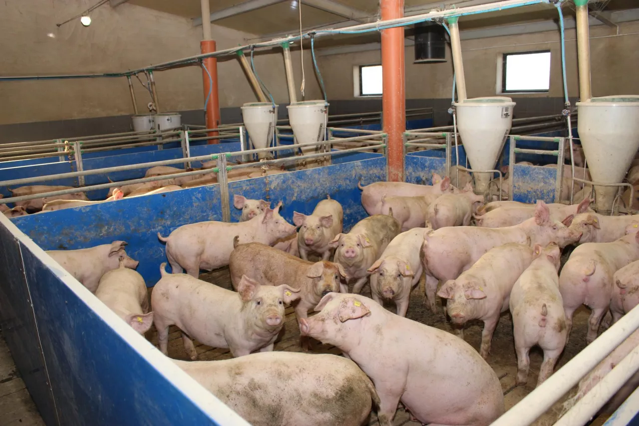 Ceny świń w górę o 80 gr. Rolnicy: to wciąż walka, by nie dokładać