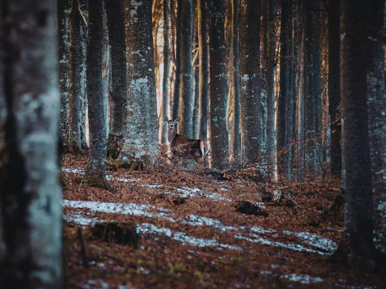 Zimowe tajemnice lasu w Uzarzewie. Muzeum przyrodnicze zaprasza dzieci na ferie