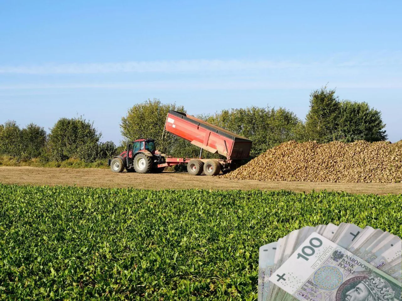 Kryzys na rynku cukru. Gigant zamyka cukrownię