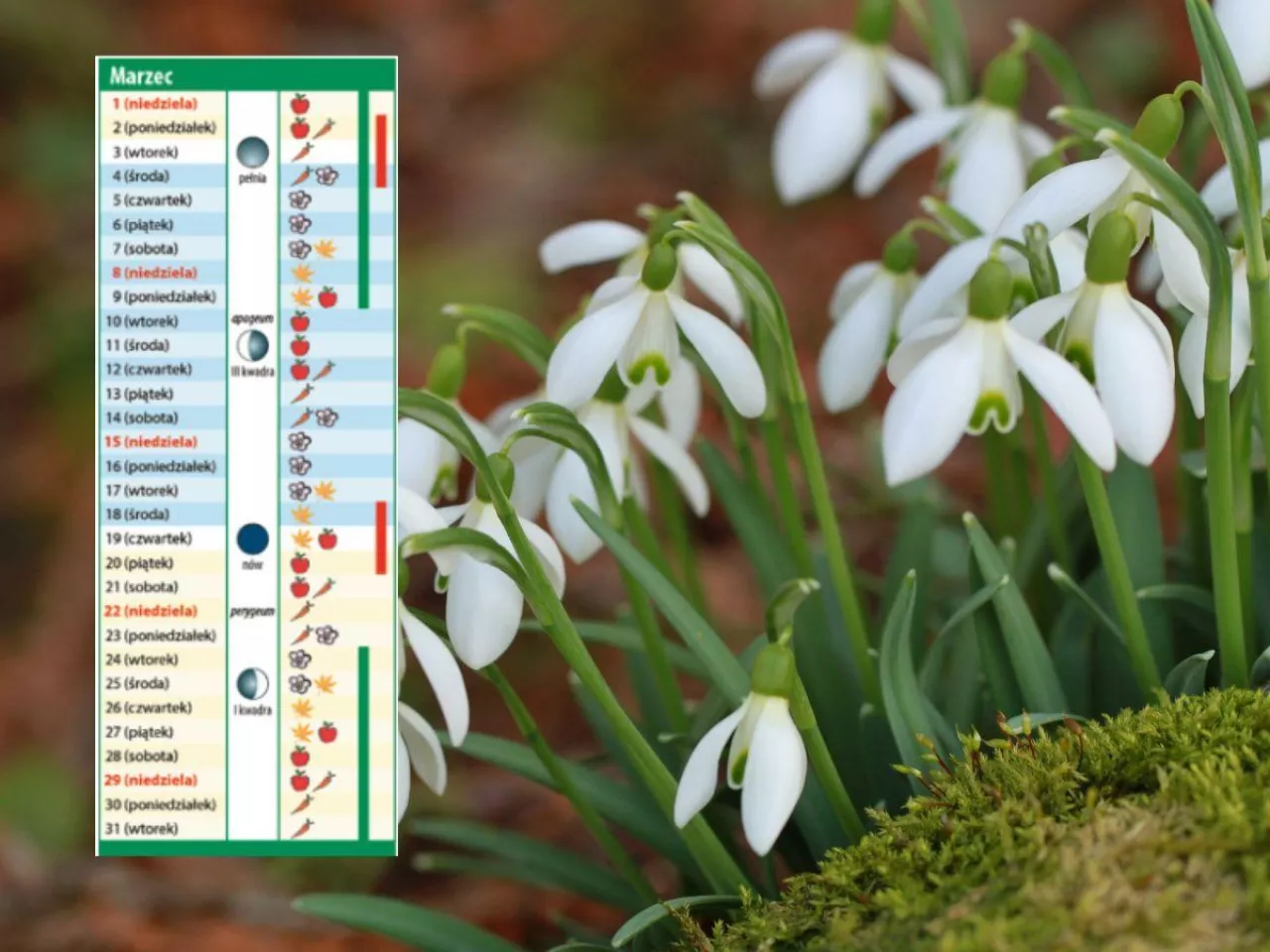 Kalendarz biodynamiczny na marzec 2026. Sprawdź najlepsze dni na cięcie, siew i sadzenie