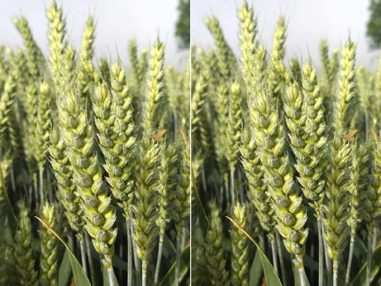  Możesz podnieść plon pszenicy. Tak dokrzewisz łan o 10%