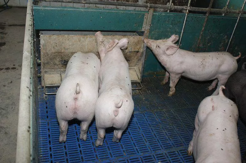 Tuczniki droższe choćby o 40 gr. Jakie są aktualne ceny świń w Polsce? [SONDA]