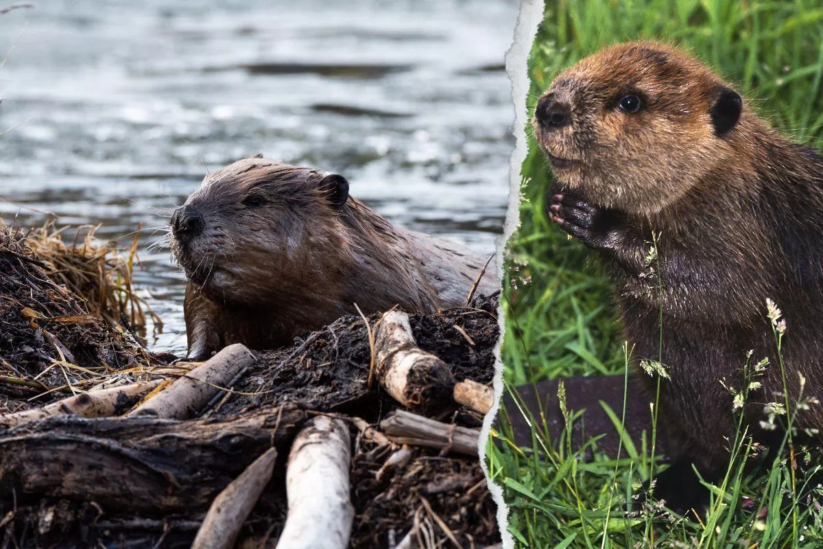 Bobry zalewają pola. Gdzie i jak zgłaszać szkody? [PORADNIK]