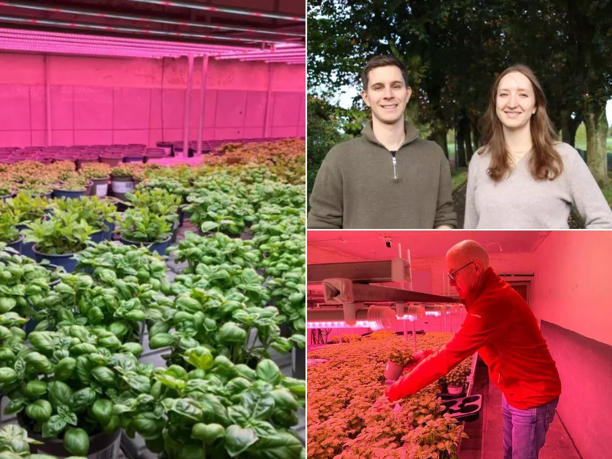 500 świń zniknęło. W chlewni uprawiają dziś bazylię