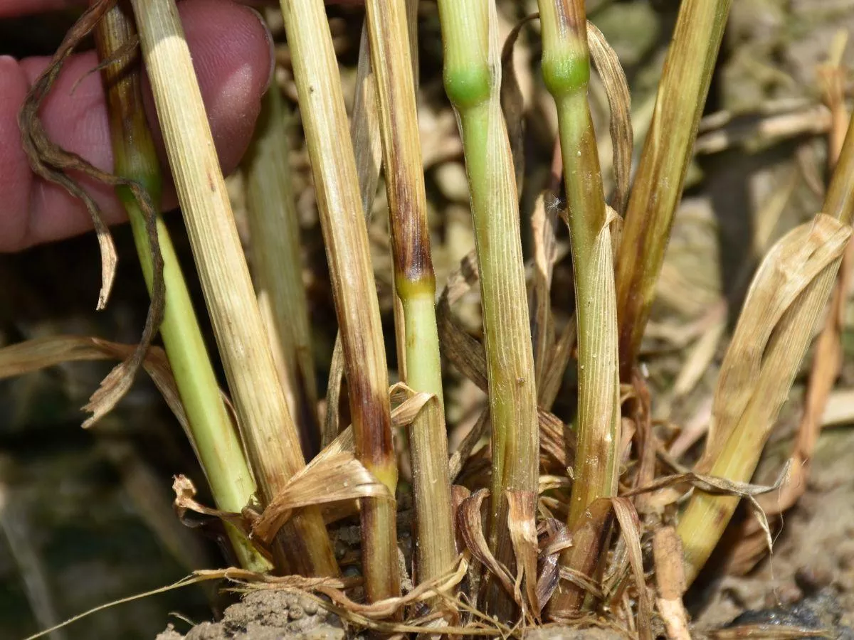 Trzy choroby źdźbła, które potrafią zniszczyć łan. Rolnicy często je mylą