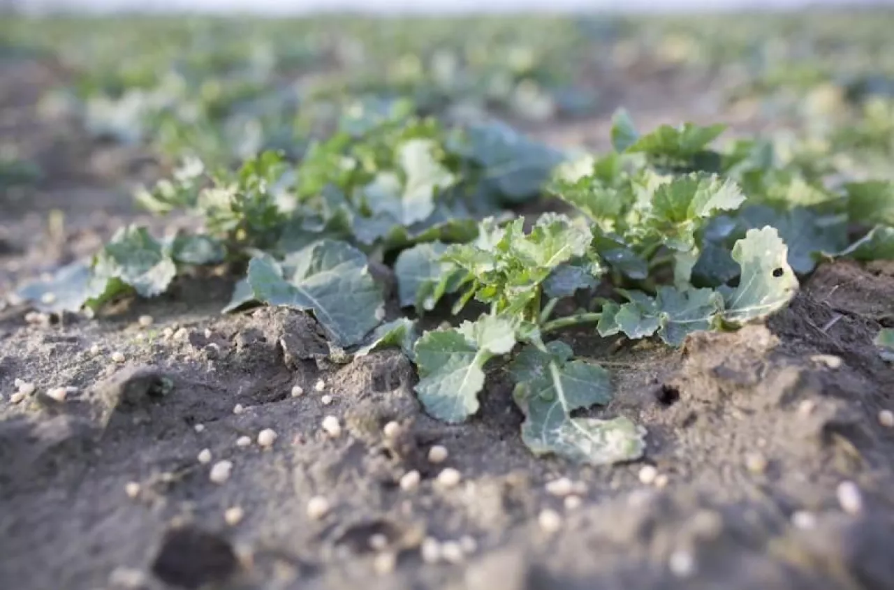 Prognoza IMGW na wiosnę 2026. Marzec chłodniejszy, a potem zaskoczenie?