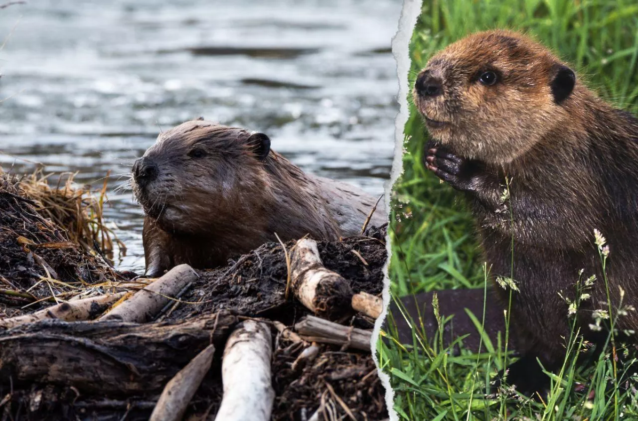 Bobry zalewają pola. Gdzie i jak zgłaszać szkody? [PORADNIK]