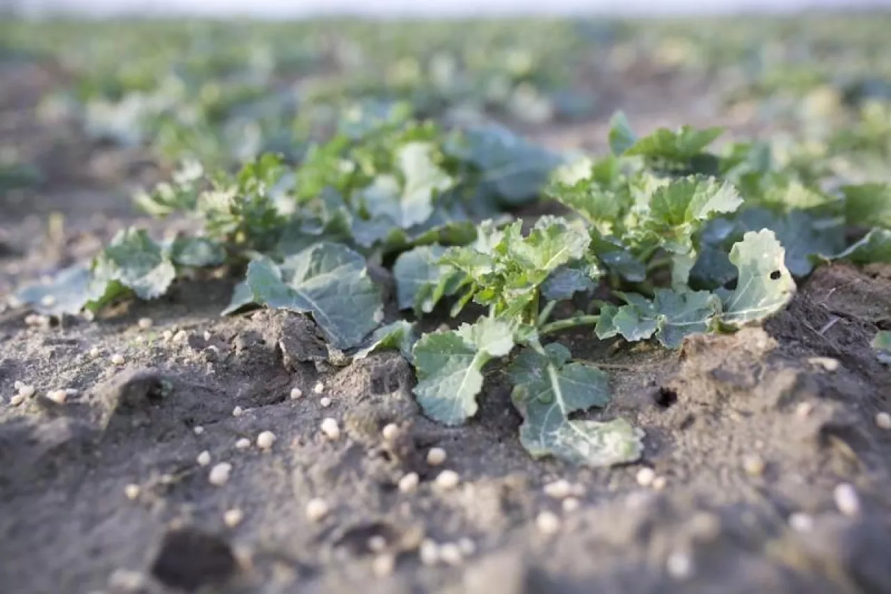 W rzepaku ruszyła już wegetacja, ale czekamy na przesunięcie terminu wejścia w pole.
