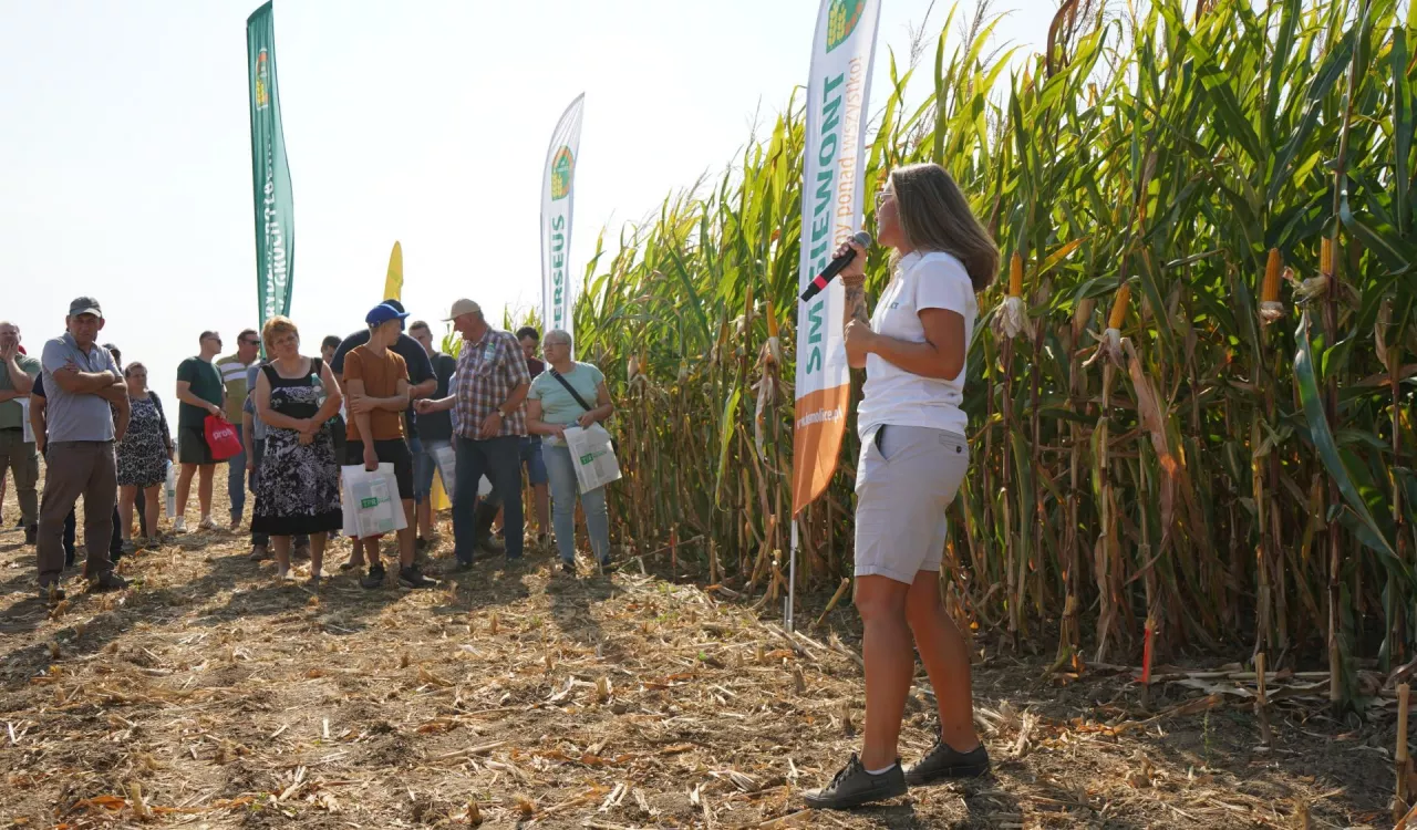 W hodowli kukurydzy postęp nie ustaje. Przyzwyczailiśmy się już do tego, że jej uprawa na ziarno jest możliwa w całym kraju. Mniej więcej od dwóch sezonów są na naszym rynku dostępne wczesne odmiany z typowym ziarnem dent i prawdopodobnie na takie postawi wielu rolników w bieżącym sezonie. Wielu rolników mogło je zobaczyć właśnie dwa lata temu na Święcie Kukurydzy TPR w RZD Wilanów-Obory SGGW. Cechują się szybkim oddawaniem wody (dry down), przez odpowiednią wczesność można je już uprawiać w całym kraju i po zbiorze dają szansę na terminowe zasiewy pszenicy ozimej