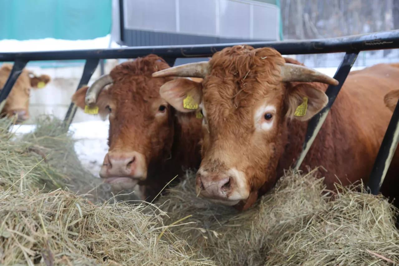 Bydło mięsne w oborze