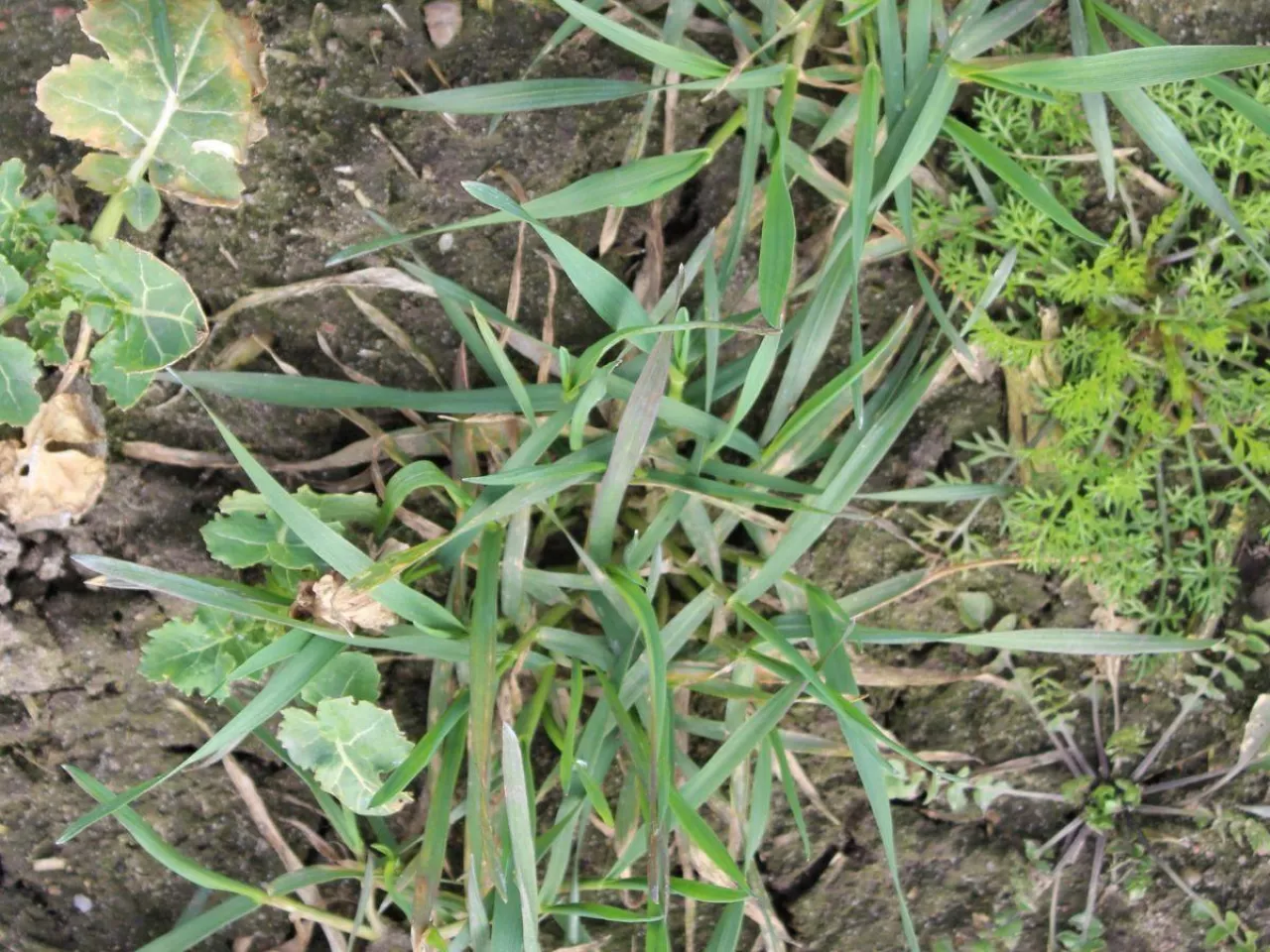 Wiosenne odchwaszczanie ozimin. Jeden błąd może kosztować plon