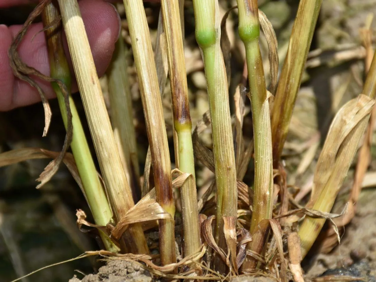 Trzy choroby źdźbła, które potrafią zniszczyć łan. Rolnicy często je mylą