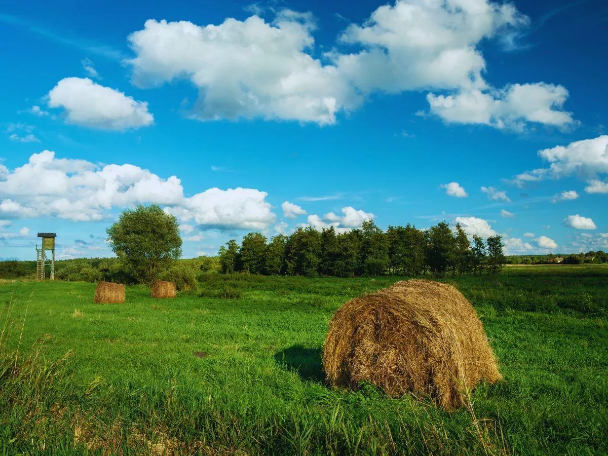 Rolnicy mogą stracić całe dopłaty? Alarm ws. nowych kar