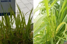 Dlaczego zboże nie wykorzystuje azotu? Te pierwiastki ratują plon