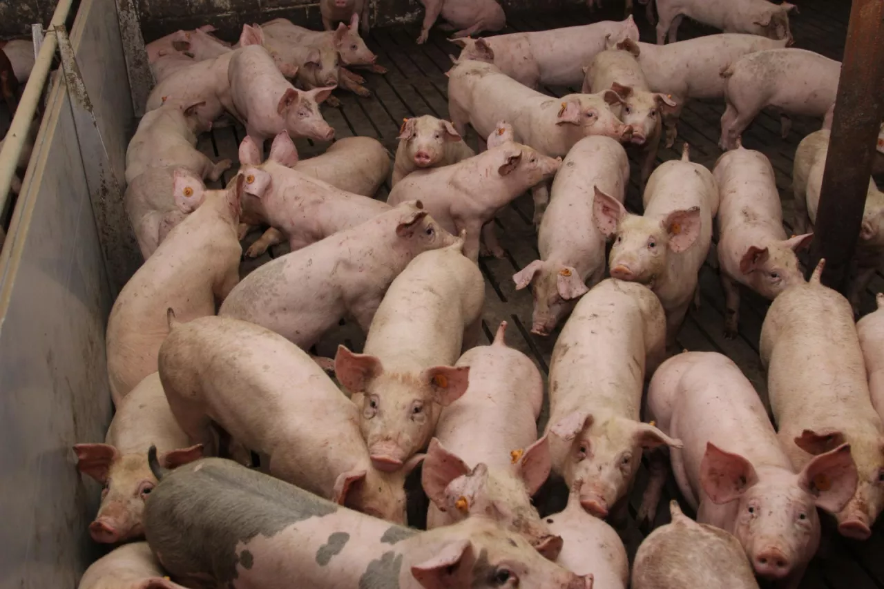 To, że świnie podrożały zawdzięczamy głównie tym rolnikom, którzy zrezygnowali z produkcji