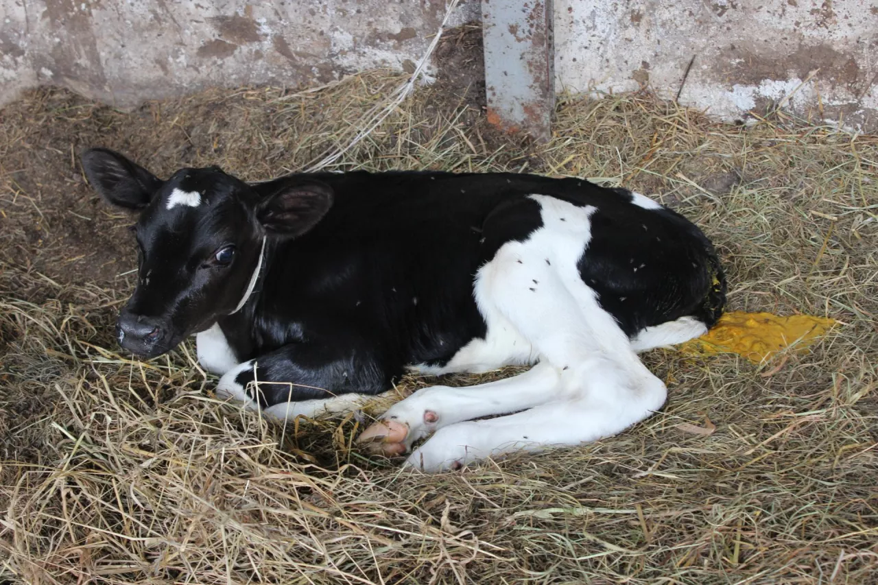 cielę leżące na słomie z widoczną biegunką