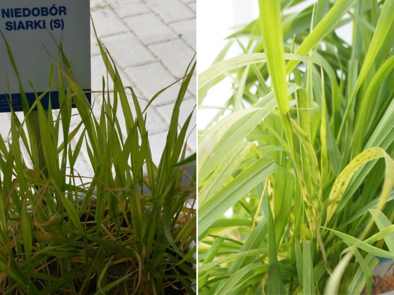 Dlaczego zboże nie wykorzystuje azotu? Te pierwiastki ratują plon