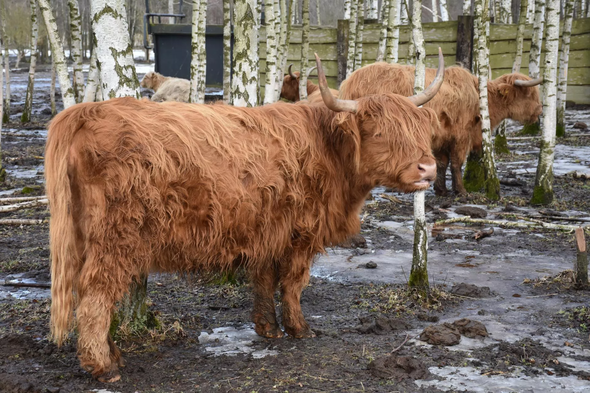 Długowłose bydło ze Szkocji podbija Polskę. 300 sztuk na jednym ranczu