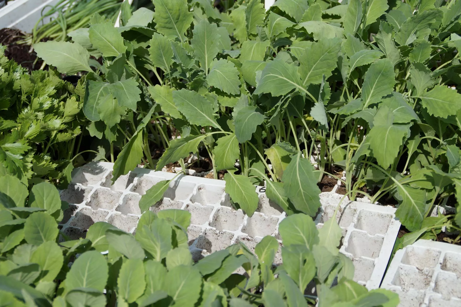 Co siać w marcu na rozsadę? Lista warzyw i terminy siewu