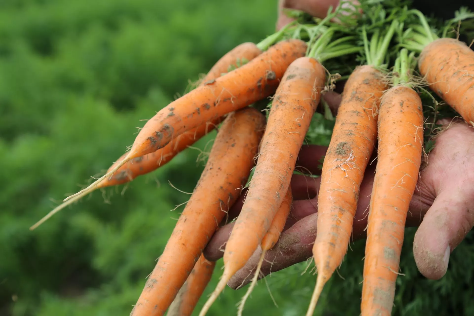 Warzywa od 1 zł prosto z pola. Rolnik z Wielkopolski omija pośredników i podbija internet