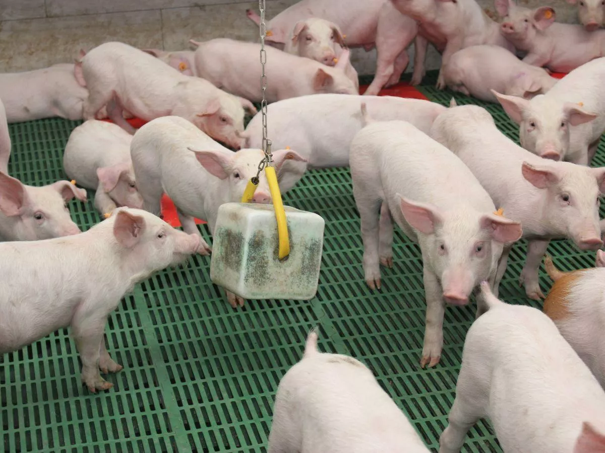 Kredyty zamiast dopłat i odbudowy stad. Rolnicy: będziemy wasalem Duńczyków