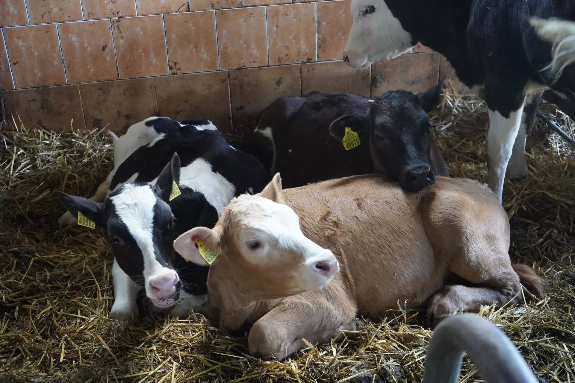 30. dzień po wycieleniu jest kluczowy. Hodowcy często go przegapiają