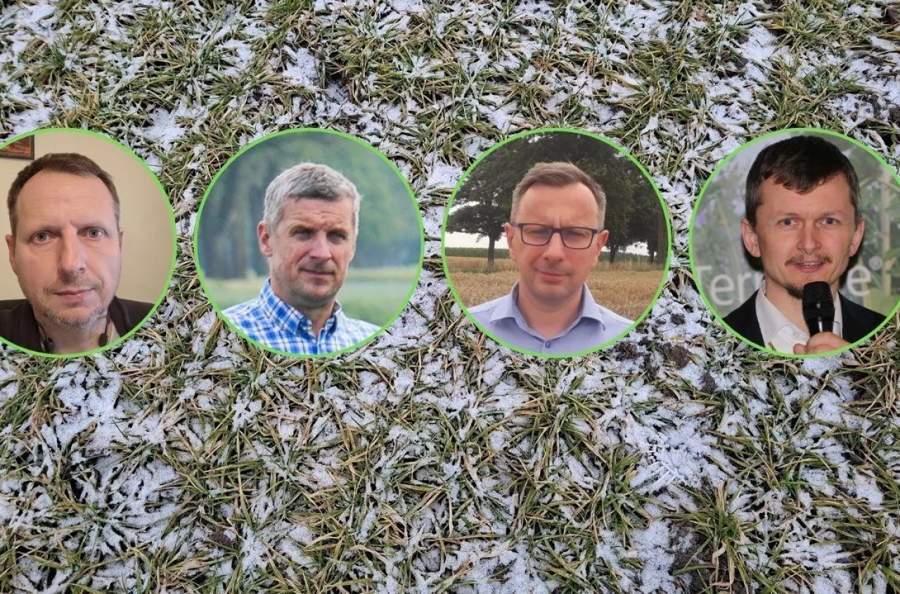 Pszenicy jarej może zabraknąć? Eksperci radzą: nie zwlekaj z zakupem