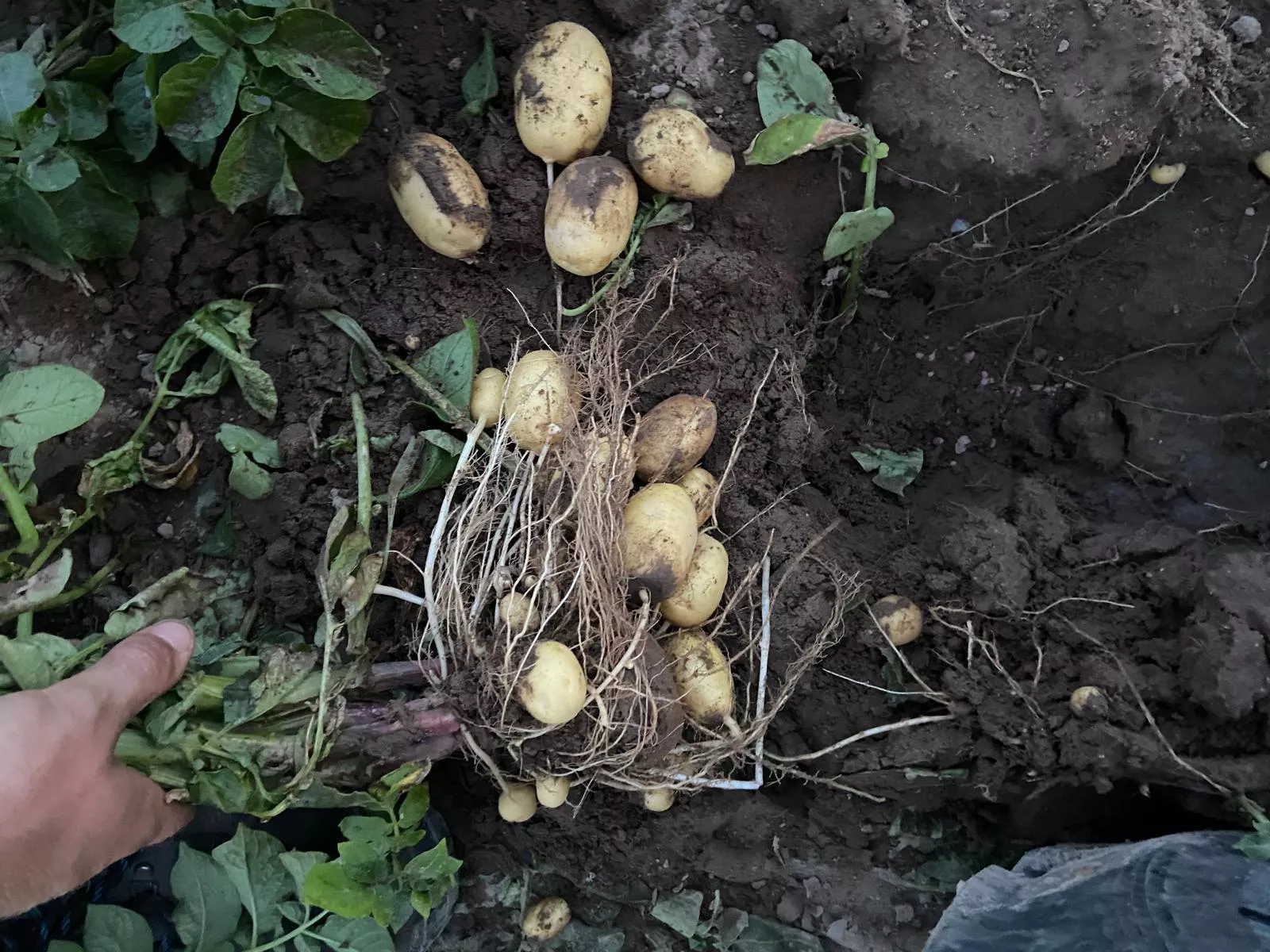 Stanowisko producenta sadzeniaków o rynku skrobi. Firma przesłała wyjaśnienia