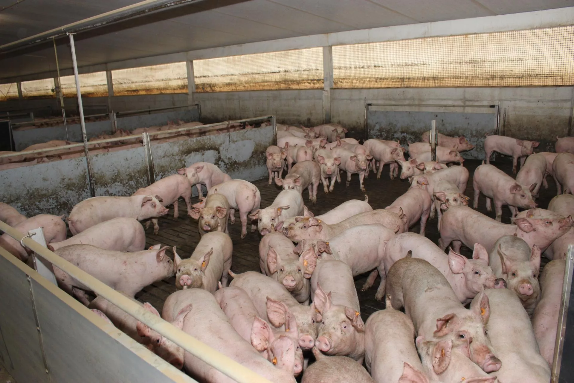 Produkcja świń pod presją. 76 proc. hodowców widzi zagrożenie w Mercosur