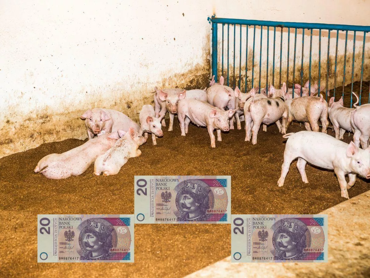 Ceny prosiąt mocno w górę. Ile dziś kosztuje 30-kilogramowe prosię? [SONDA]