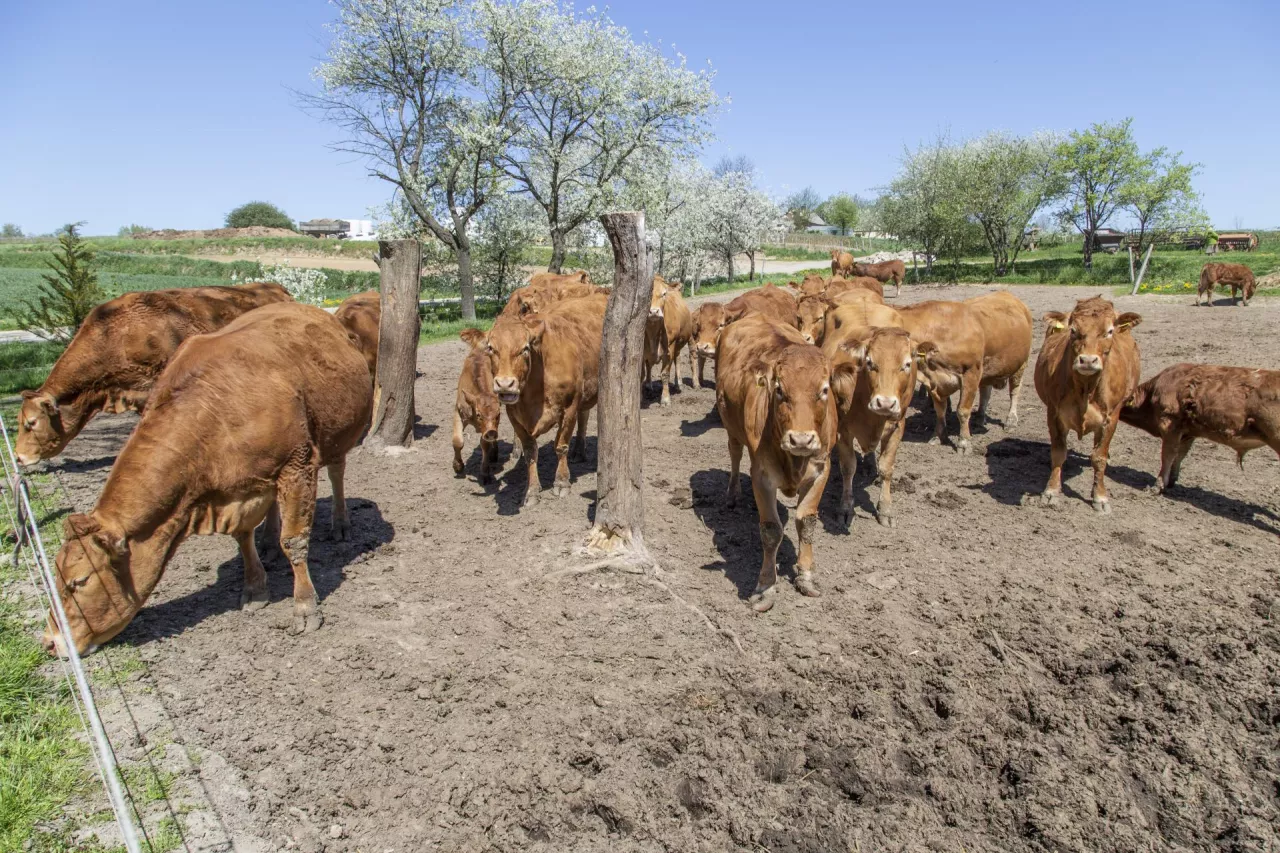 Hodwola Limousine, Żywot