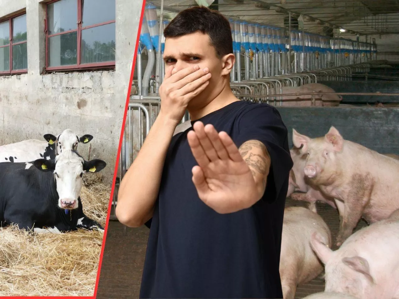 Rolnicy mają dość szykan. Miastowi będą musieli podpisać zgodę na zapachy z chlewni?