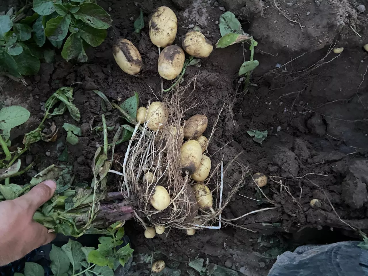 Piotr Gozdecki ziemniaki sadzeniaki