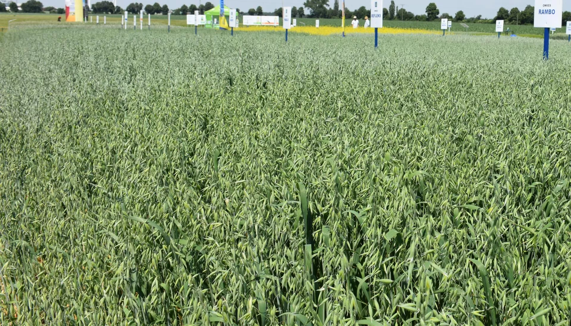 Owies jary 2026: kiedy siać i ile wysiać na hektar?