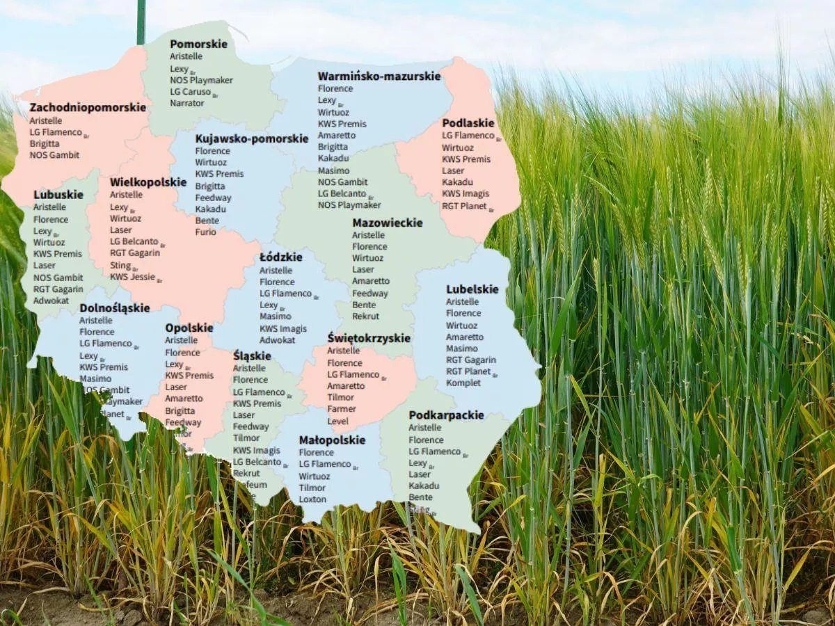 LOZ 2026: 36 odmian jęczmienia jarego. Sprawdź, które polecane w twoim województwie