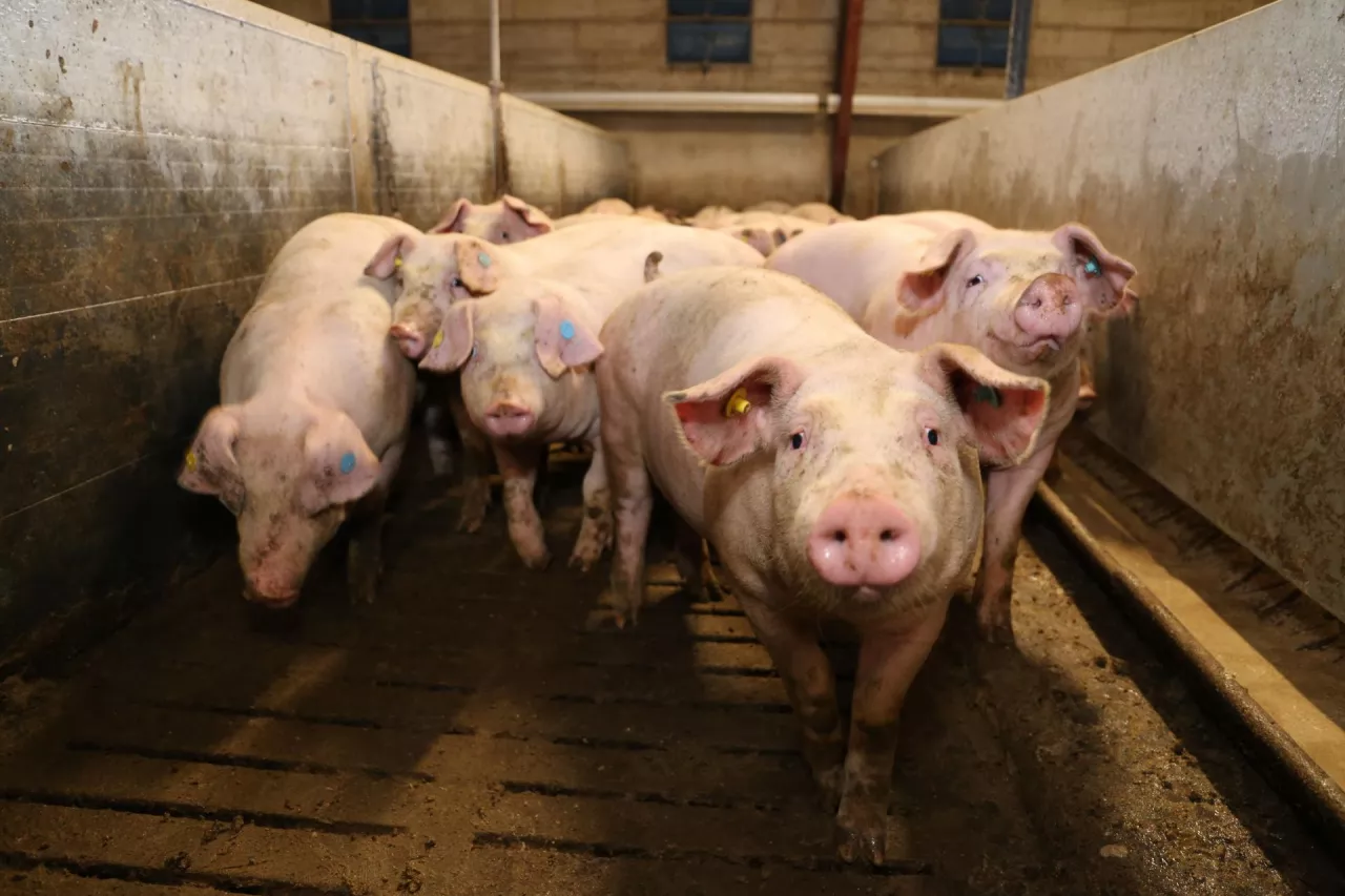 Jakie są aktualne ceny świń w Polsce? [