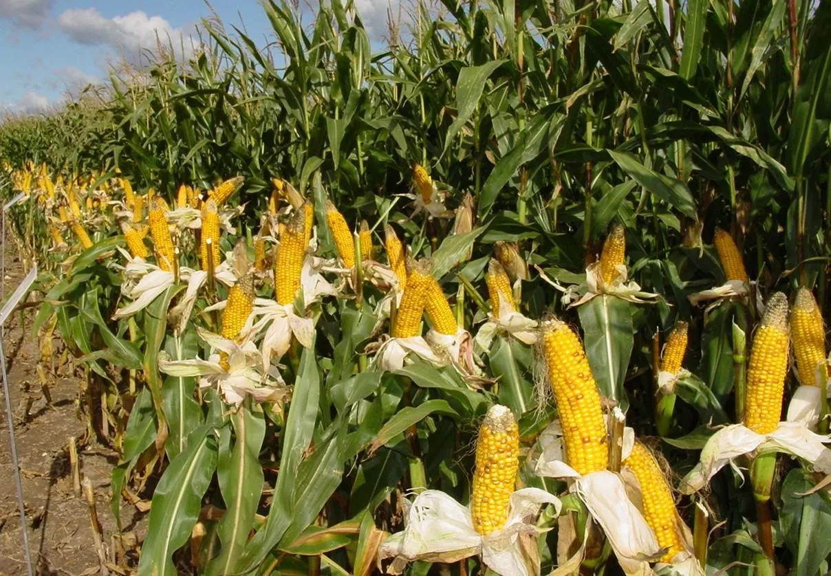 Jak wybrać kukurydzę na kiszonkę? Liczy się strawność i stay green