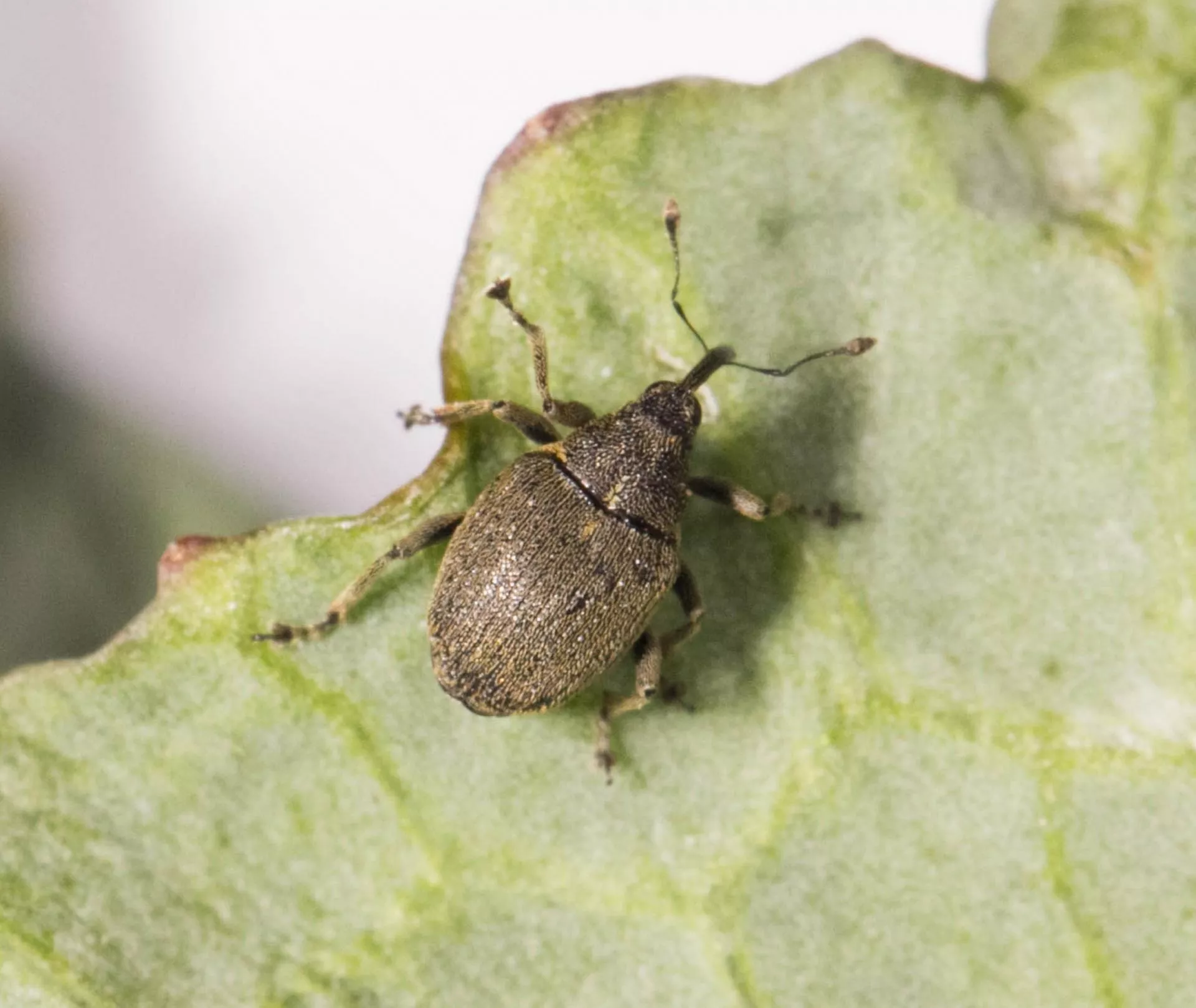 Chowacze ruszyły na rzepak. Sprawdź próg szkodliwości
