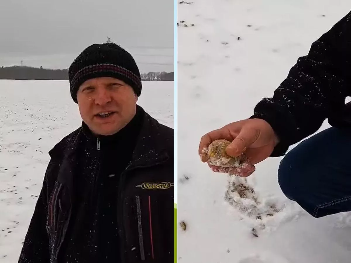 Setki ton ziemniaków rozrzucone po polu rozrzutnikiem. Rolnik pokazał dramatyczne nagranie