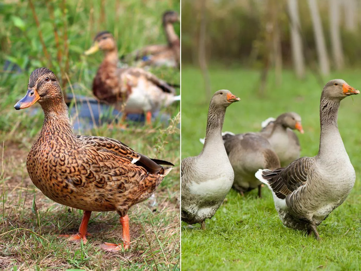Niszczą zasiewy zbóż i rzepaku. Będzie pomoc dla rolników?