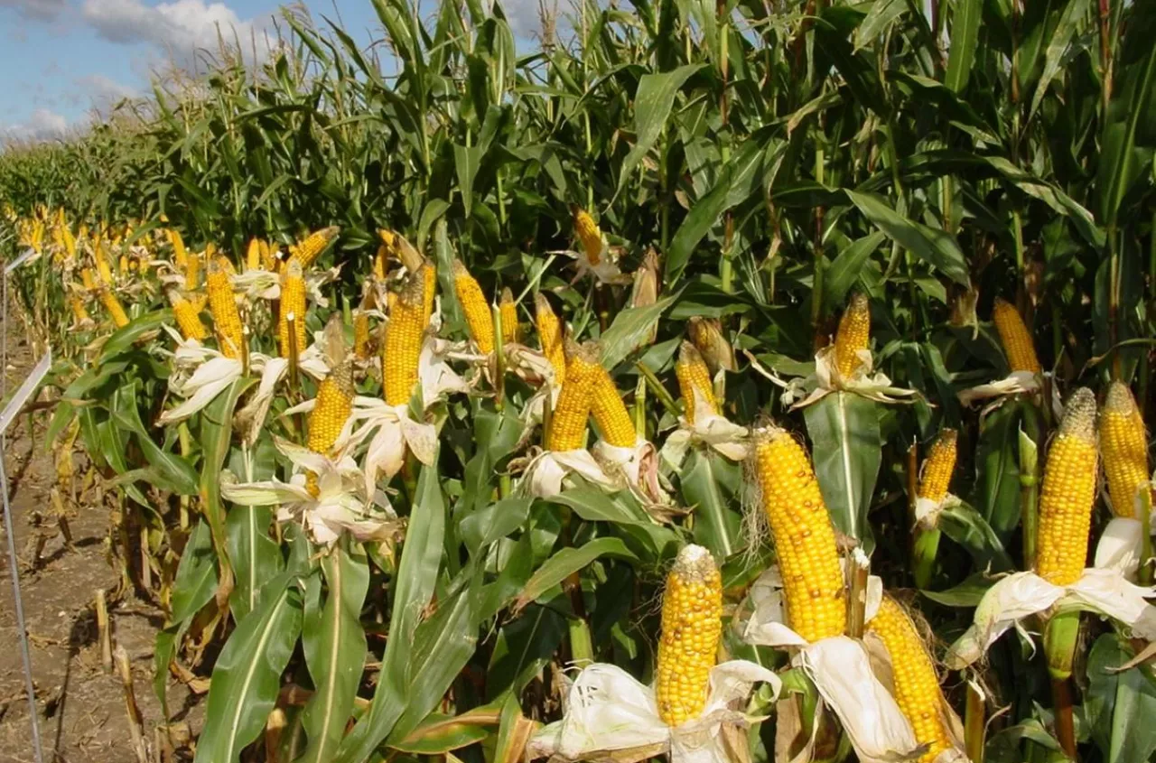 Jak wybrać kukurydzę na kiszonkę? Liczy się strawność i stay green