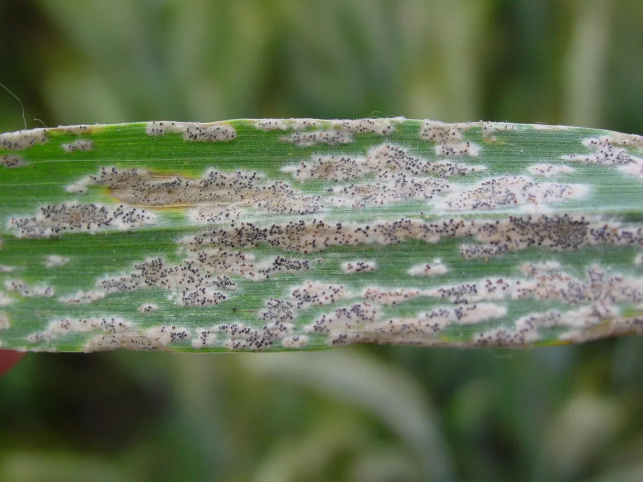 Charakterystyczny wojłokowaty nalot mączniaka prawdziwego zbóż i traw z czarnymi owocnikami widać wyraźnie, ale próg szkodliwości ocenia się na podstawie pierwszych słabo widocznych objawów porażenia, czyli pojedynczych, białych skupień struktur grzyba