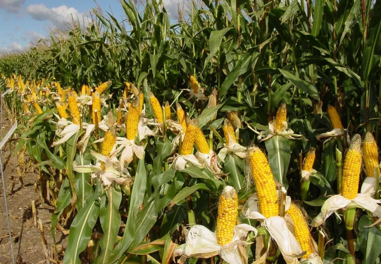 Do uprawy na kiszonkę preferowane są odmiany posiadające cechę stay green i podwyższoną strawność