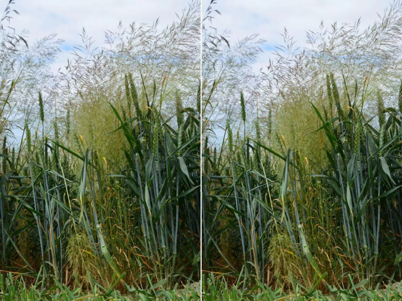 Flufenacet znika z rynku. Jak zwalczać miotłę zbożową?