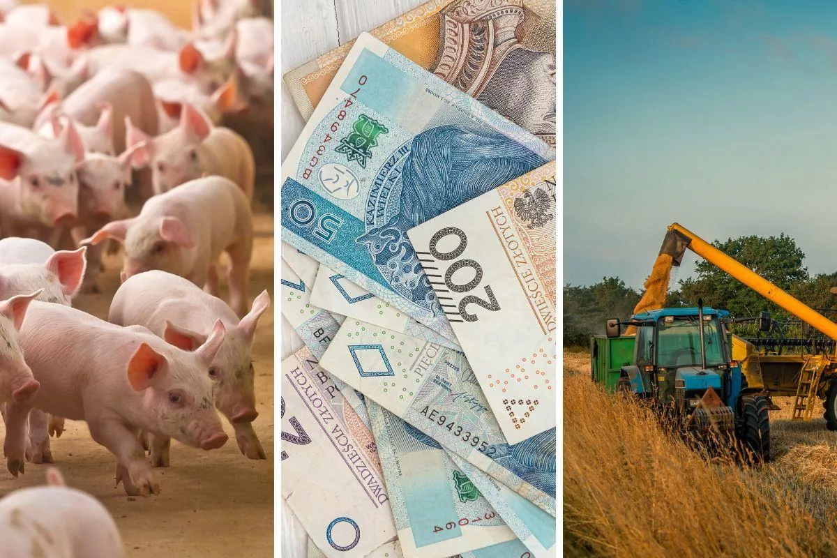 Ceny zbóż pod presją. Rzepak zagrożony, nawozy i paliwa w górę. Co z cenami żywca? [Raport rynkowy 20.02.2026 r.]