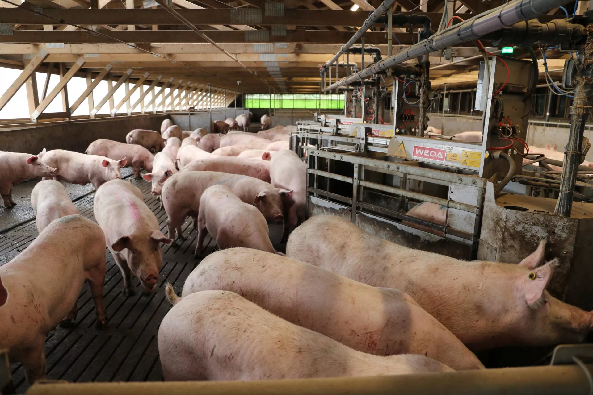 Będą dopłaty do świń i loch? Minister rolnictwa zapowiada wsparcie