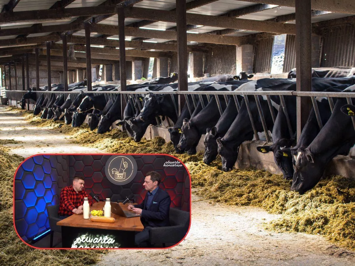 Mercosur uderzy w mleko? Rolnik z Mazur: „Niektórzy dopłacają do tego, iż doją”