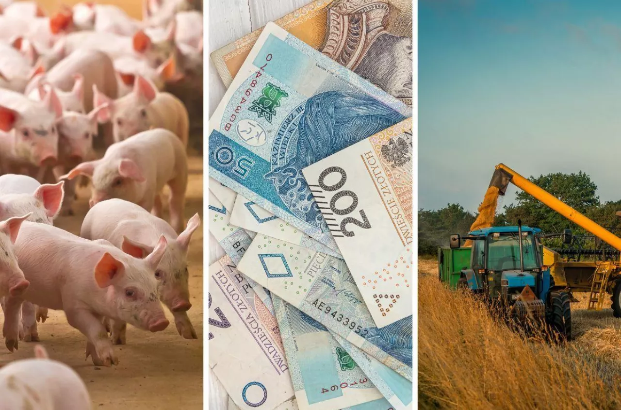 Ceny zbóż pod presją. Rzepak zagrożony, nawozy i paliwa w górę. Co z cenami żywca? [Raport rynkowy 20.02.2026 r.]